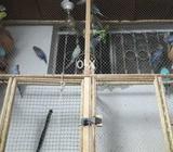 Carested paid bajari mix