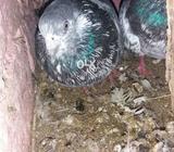 Chat wala kubtar orginal beader