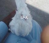 Fance kabotr for sal hai satup katm