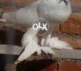 Ghoobary breedr pair