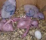 Green cheek cnoure baby's