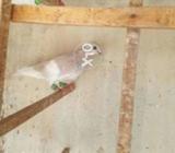 Gulabi ganday daar Madi