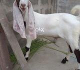 Gulabi kapla or munda jora