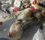 Healthy Murghay For Sale At The Rate Of Rs. 350/kg