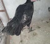 Hen for sell
