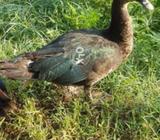 Jangali magrabia,mug,jangali duck