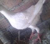 Jarman Beauty Pattha