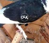 Kabotr 4 sall bhtren khubsort