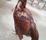 Khajori Madi available quality pics my dakhi ja skti