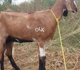 Mandra Chkwal road Harnal stop