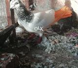 Mor wli madi hay ya Naar confirm nh motio wla hay