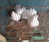 Pigoenspairsjsvsvaha