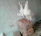 Qasid pathy