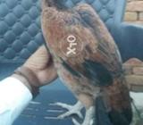 Quailty lakhi beauty