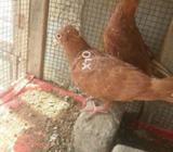 Red mukhi pair .call msg