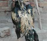 Sawa Murga