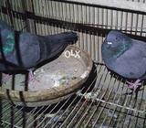 Shajahan pure breader pair