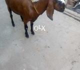 Sindhi nasal ki ha.1 munth ki pregnent ha