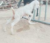 Taze soi hoi gote whit 1 baby male