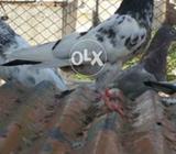 Teddy madi available