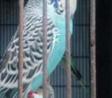 UK blood Line Exibition