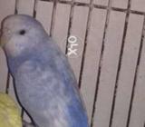 Yellow paid mail blue femail