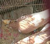 Zard or lal shirazi pear