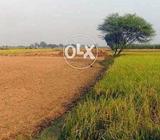 Agricultural Land for urgent sale Golden opportunity