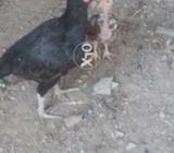 Blck Madi and Sath aik Chikes