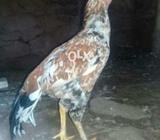 Cheena patha