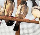 Cheep price offer