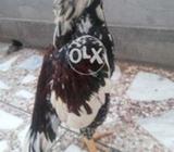 Chena patha for sale rs 5500 chaska parti mazrat