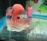 Flower in fish