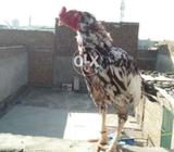 Full kill bazz ha check kr k ly jaye