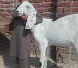 Gaban hai .come form rajanpur