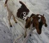 Goats for sall