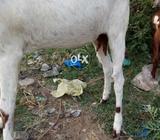 Good goat 1
