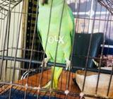 Green ringneck female king size 2.5 year old