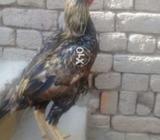 Higt clas kana aseel murga 3500kg