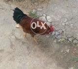Home grown murghay for sale.price ma thori kami o beshi hojay gi