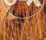 I have roosters murgey for sale
