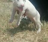 Kohati gulter puppy male for sale age 30 Din