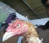 Long hight mazboot es time ye kreez min hi or halka halka karhk hi