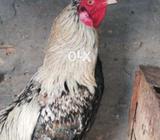 Mashallah full active n healthy hens