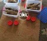 Pure small bee hony stocl available and cargo available