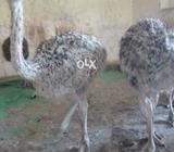 Shuter murgh chicks