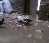 Smal Duck