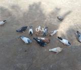 کسی بھائ نے لینے ھوں تو رابط کر لے