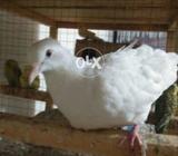 1 WHITE khumari conform breader