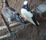 5 adad chammbe pathe